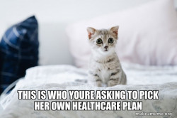 Cute Kitten