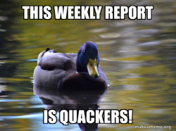 Zen Advice Mallard