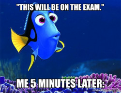 Dory from Nemo  (5 second memory)