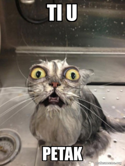 Cat bath