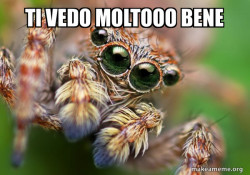 Hipster Spider