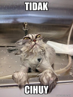 Cat Bath Returns