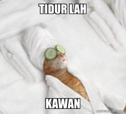 Pampered Cat Meme