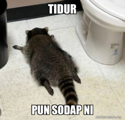 Drunk Raccoon