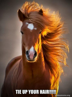 Ridiculously photogenic horse