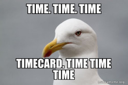 Stuff That Didn't Happen Seagull
