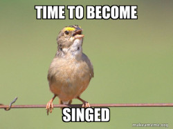 Common Opinion Sparrow