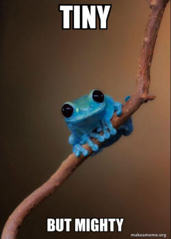 Small Fact Frog