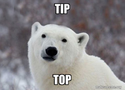 Popular Opinion Polar Bear
