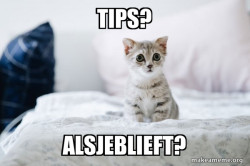 Cute Kitten