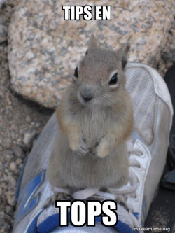 Standover Squirrel