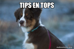 Unsure Dog