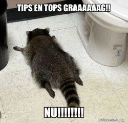 Drunk Raccoon