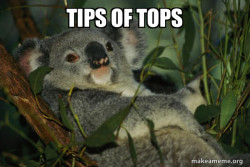 Laid Back Koala