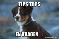 Unsure Dog