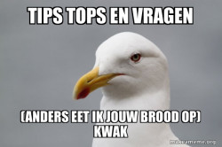 Stuff That Didn't Happen Seagull
