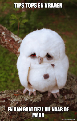 Sad Owl
