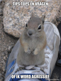 Standover Squirrel
