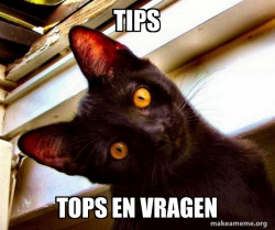 Overly Attached Cat
