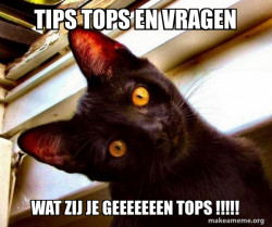 Overly Attached Cat