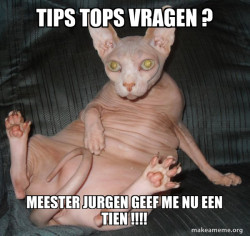 Hairless Cat