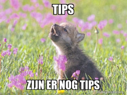 Baby Insanity Wolf
