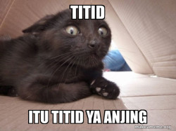 Schitzo Cat