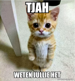 Cute Cat Standing