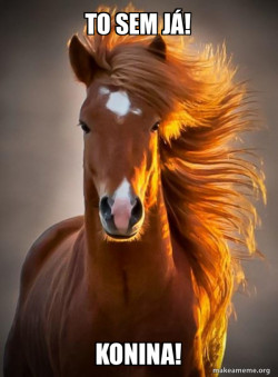 Ridiculously photogenic horse