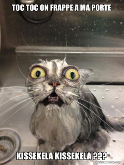 Cat bath