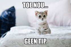 Cute Kitten