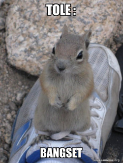 Standover Squirrel