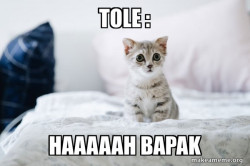 Cute Kitten