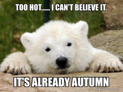 Popular Opinion Bear