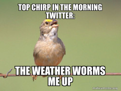 Common Opinion Sparrow