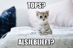 Cute Kitten