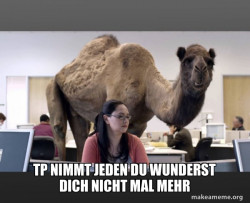 Hump Day Camel