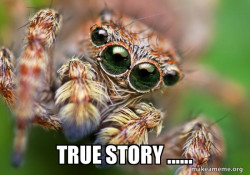 Hipster Spider