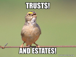 Common Opinion Sparrow