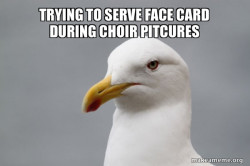 Stuff That Didn't Happen Seagull