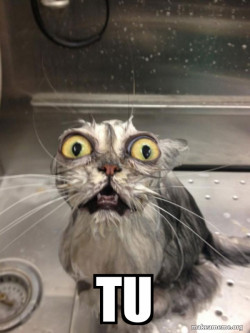 Cat bath