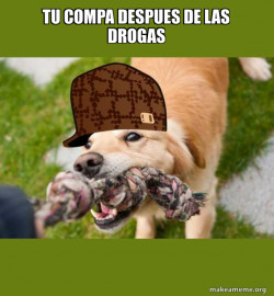 Scumbag dog