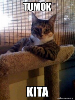 The Most Interesting Cat in the World