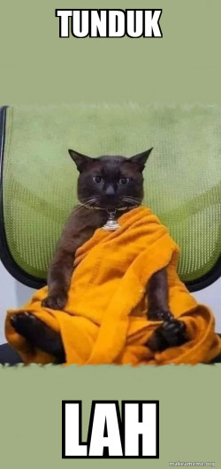 Zen Cat