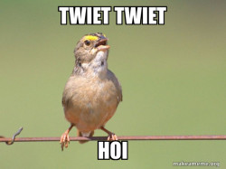 Common Opinion Sparrow
