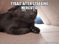 Schitzo Cat