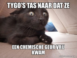 Schitzo Cat