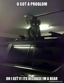 Drop Bear