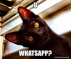 Overly Attached Cat