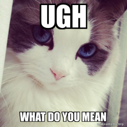 Ridiculously Photogenic Cat